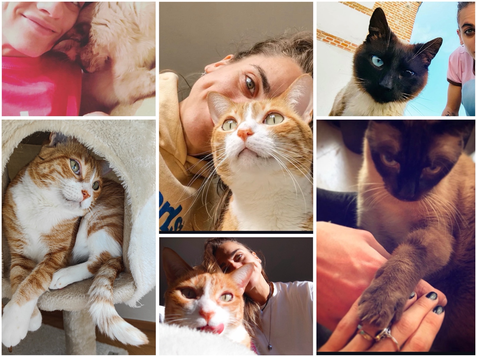 Collage de chats